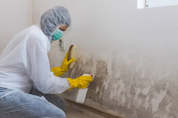 Homer City, PA Mold Inspection, Removal & Remediation Company