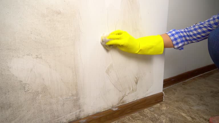 Best Mold Remediation for Rental Properties  in Homer City, PA